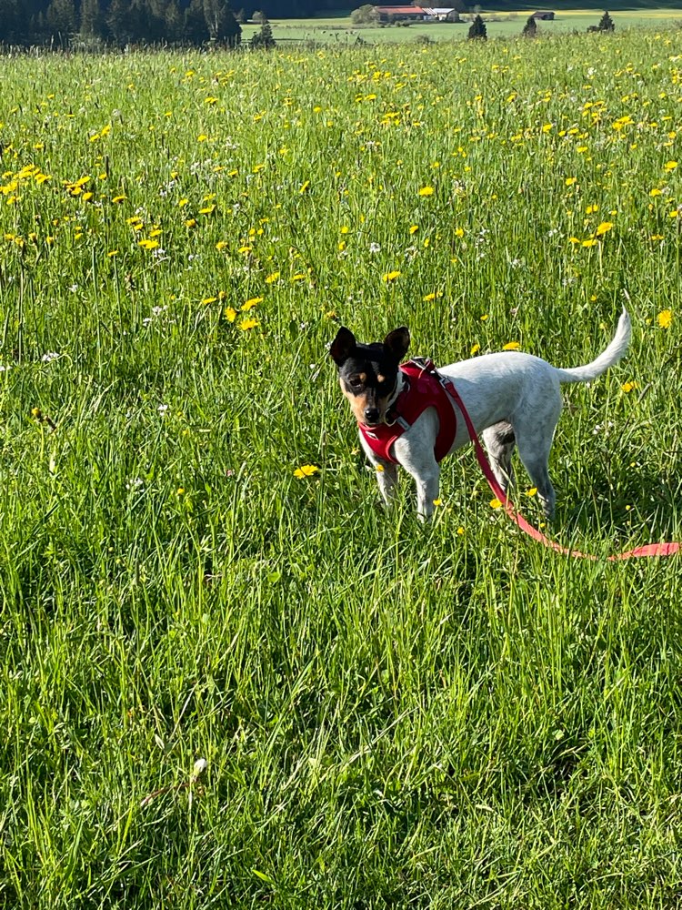 Hundetreffen-Nähe Reinheim-Profilbild