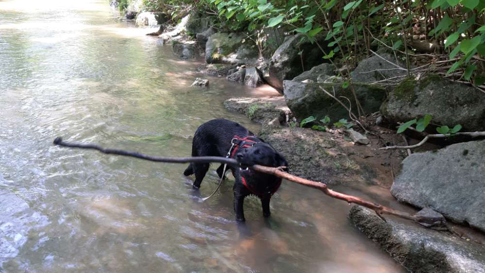 Hundetreffen-Gassi-Partner-Profilbild