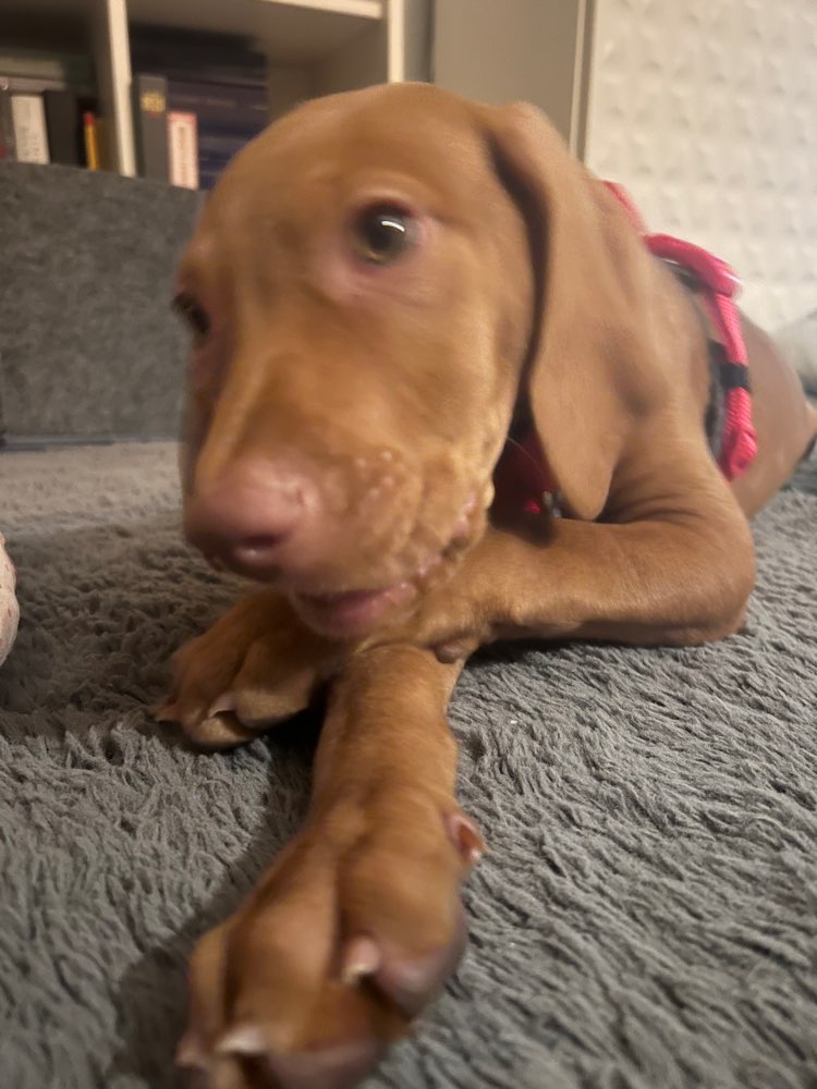 Hundetreffen-Welpen Freunde-Profilbild