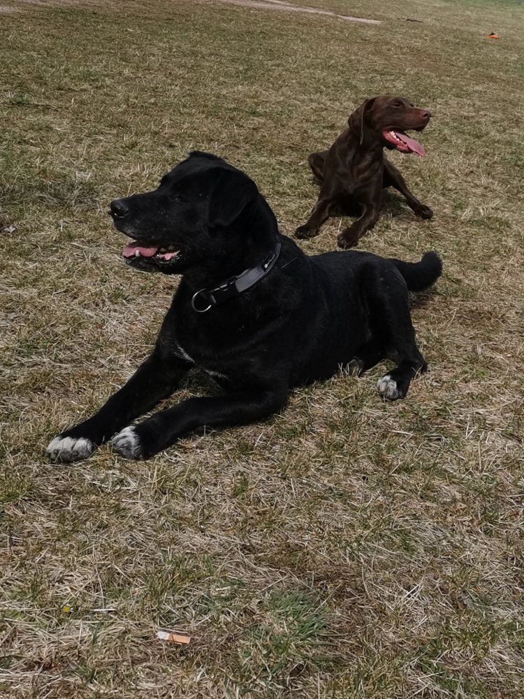 Hundetreffen-Sozialisierungsrunde und neue Spielpartner-Profilbild