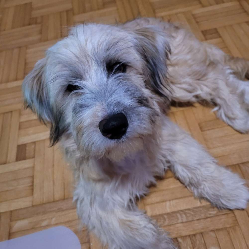 Hundetreffen-Soziale Kontakte für meinen Hund-Profilbild