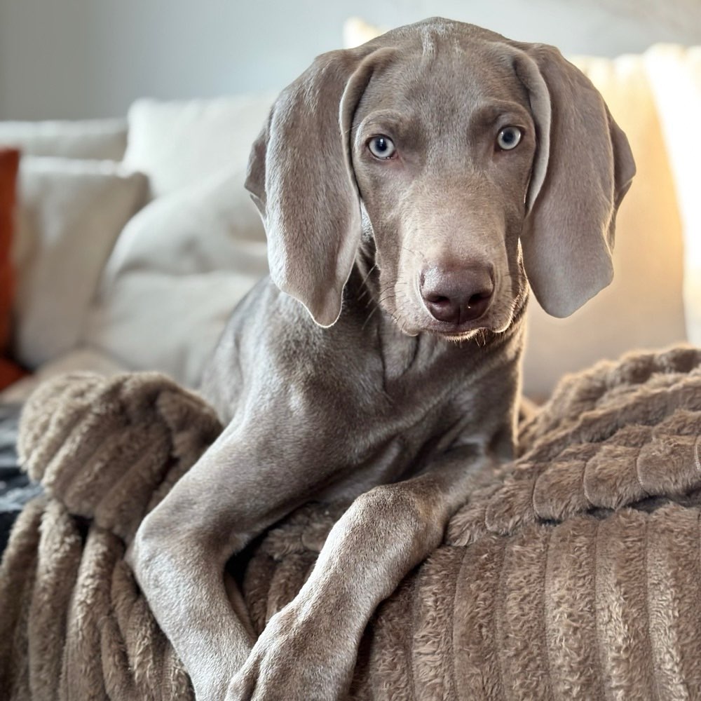 Hundetreffen-Spiel- und Gassifreunde für Pecas gesucht!-Profilbild