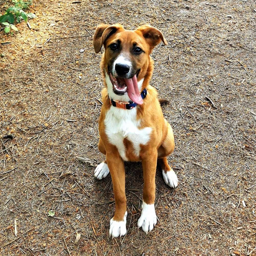 Hundetreffen-Hallo ich freue mich über jeden der lust hat mit uns spazieren zu gehen 🦮🥳-Profilbild