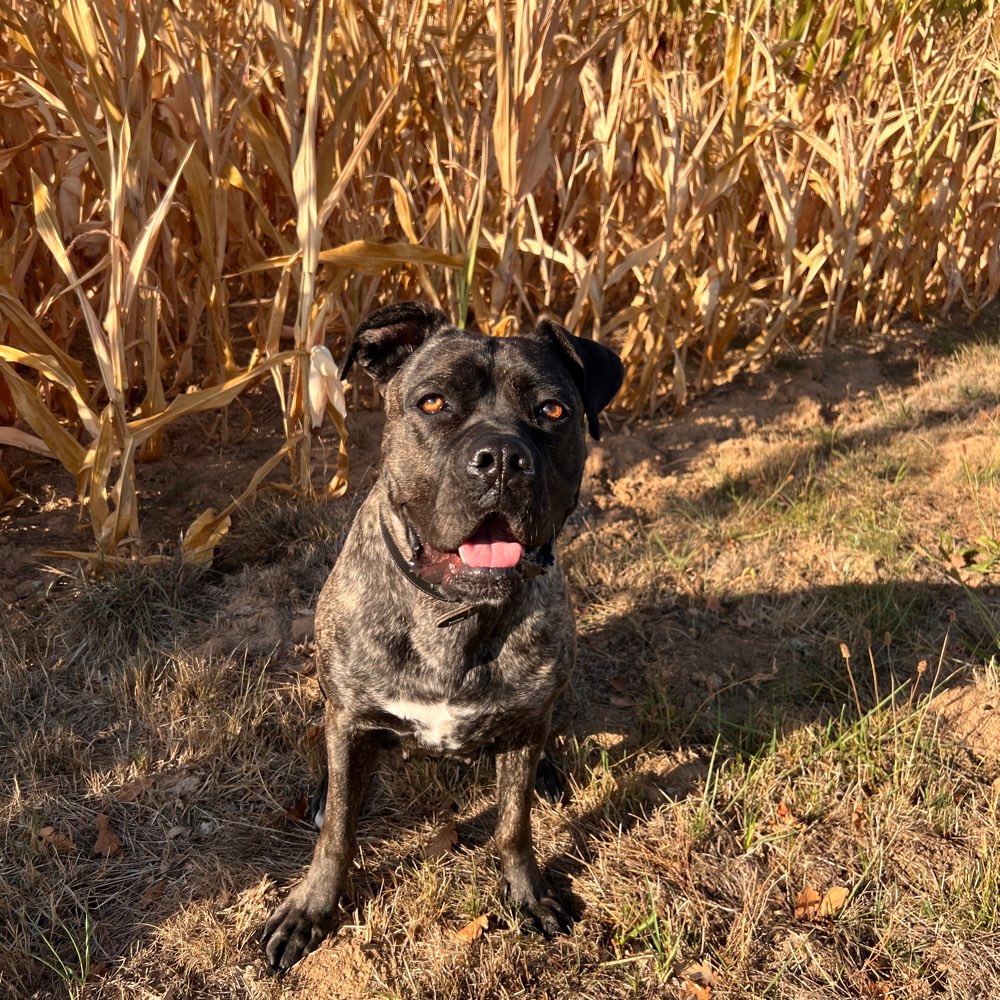 Hundetreffen-Gemütlicher Spaziergang-Profilbild