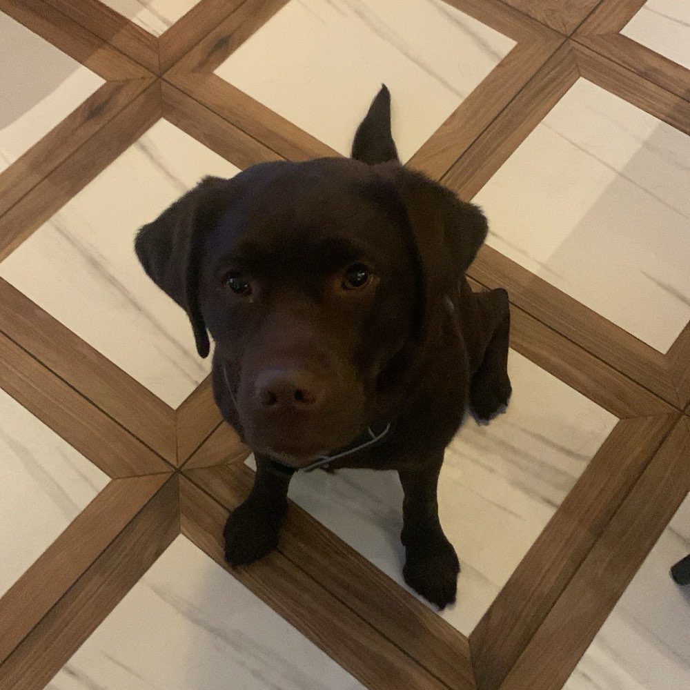 Hundetreffen-Wilde Hummel Treffen-Profilbild