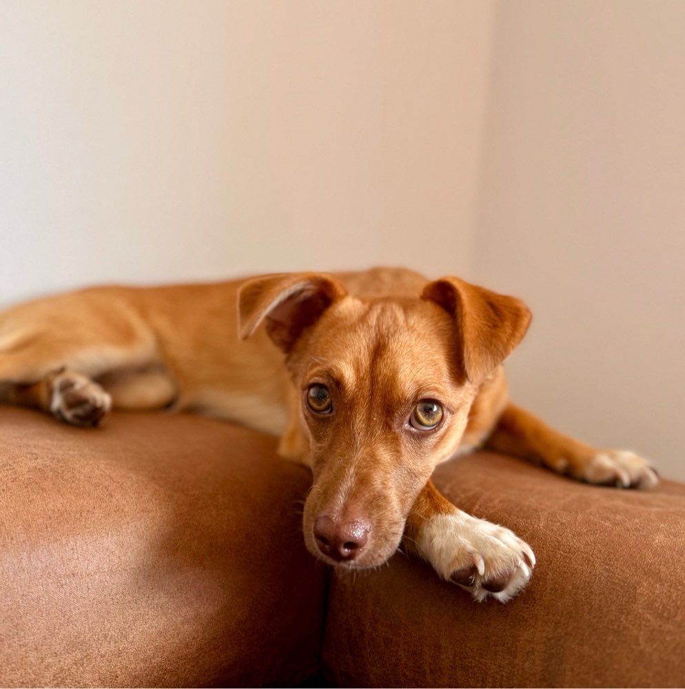 Hundetreffen-W A L K I E S 🐾-Profilbild