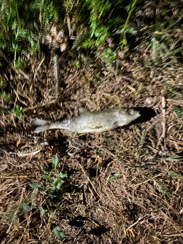 Giftköder-Tote Fische-Profilbild