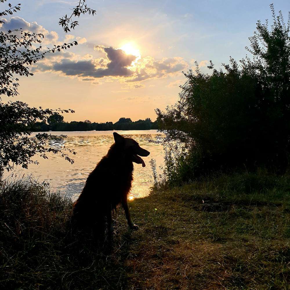 Hundetreffen-Hundetreffen in Lesum/Burg-Profilbild