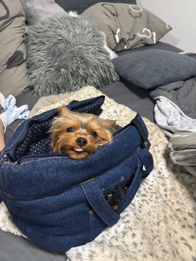 Hundetreffen-Kleine Hunde Treffen-Profilbild