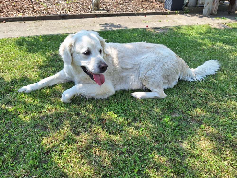 Hundetreffen-Hundetreffen-Profilbild