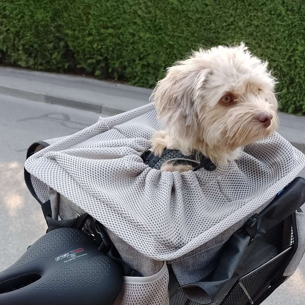 Hundetreffen-Neuaubing Spielrunde kleine Hunde-Profilbild