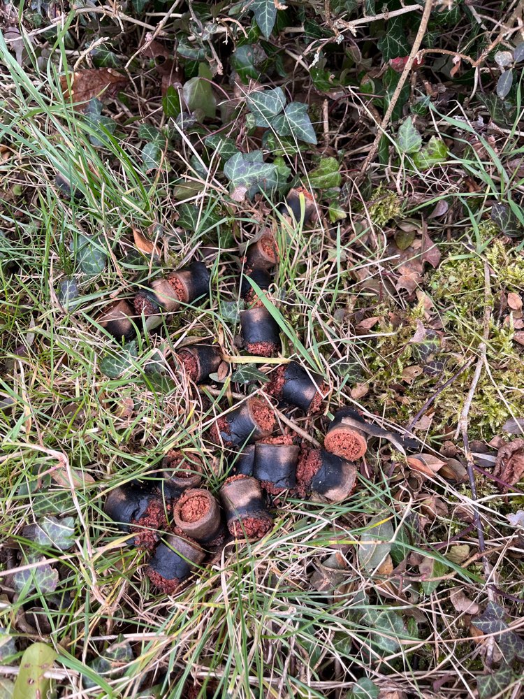 Giftköder-Evtl Giftköder-Profilbild