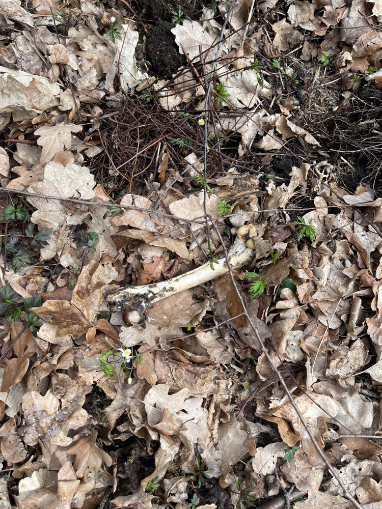 Giftköder-Knochen im Wald-Profilbild
