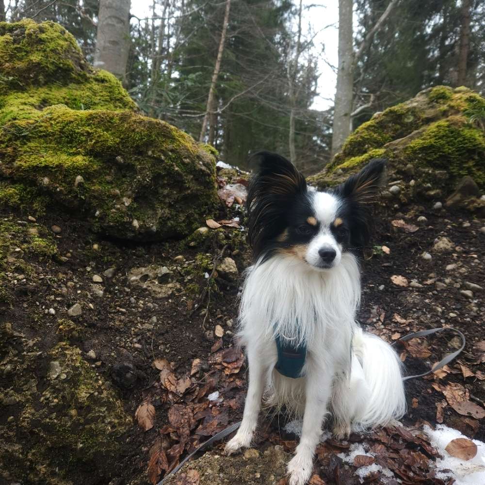 Hundetreffen-Social Walk-Profilbild