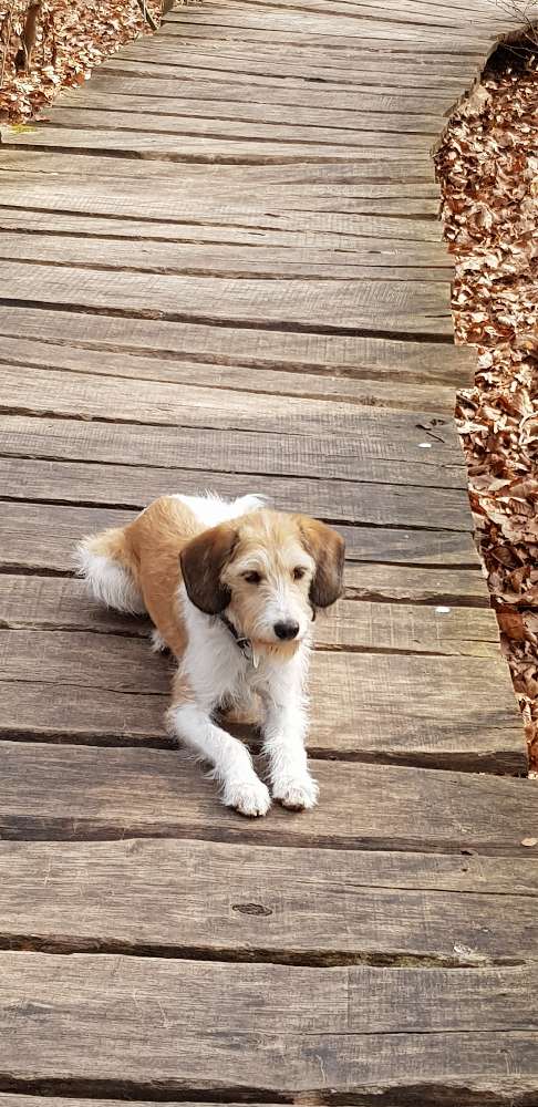 Hundetreffen-Wandern im Harz-Profilbild