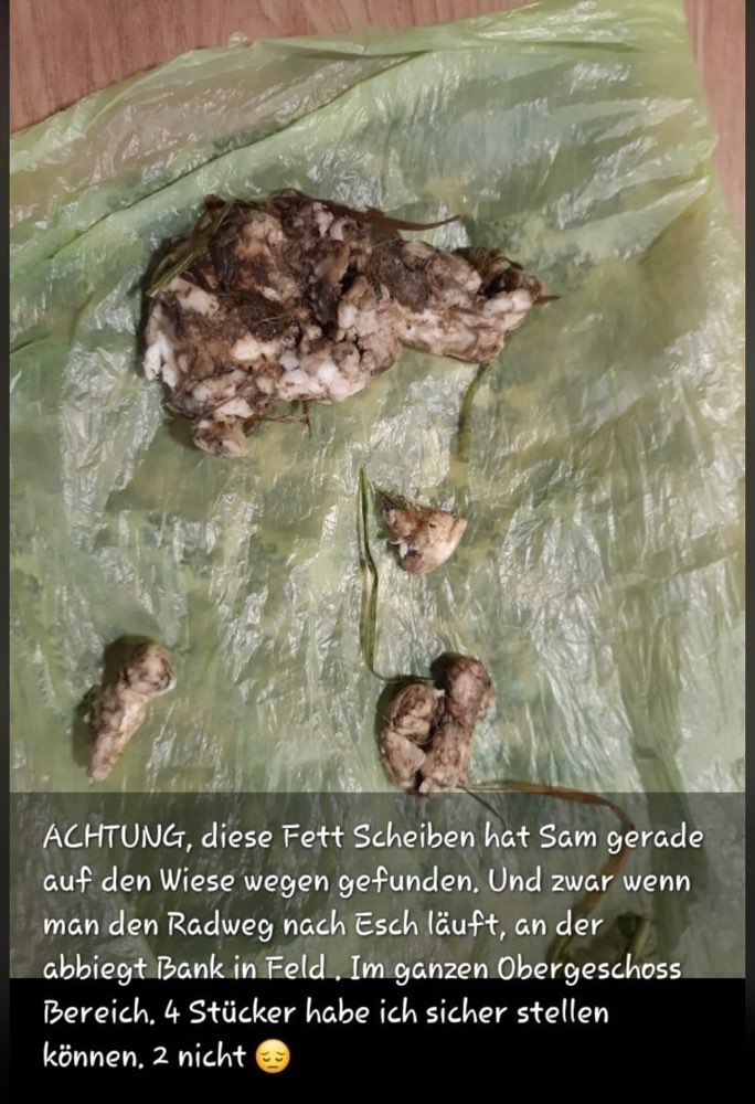 Giftköder-Ausgelegte Fett Scheiben-Profilbild