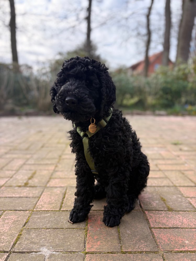 Hundetreffen-Spielkumpel für Pudelwelpen gesucht-Profilbild