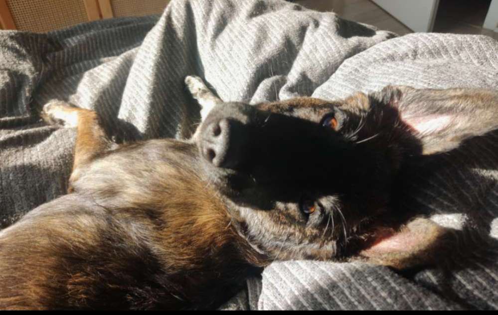 Dein Hund genießt die Sonne ☀️ Banner