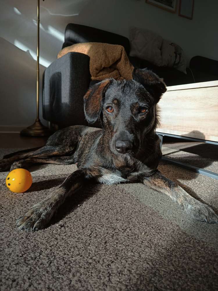 Dein Hund mit etwas Gelbem 💛 Banner