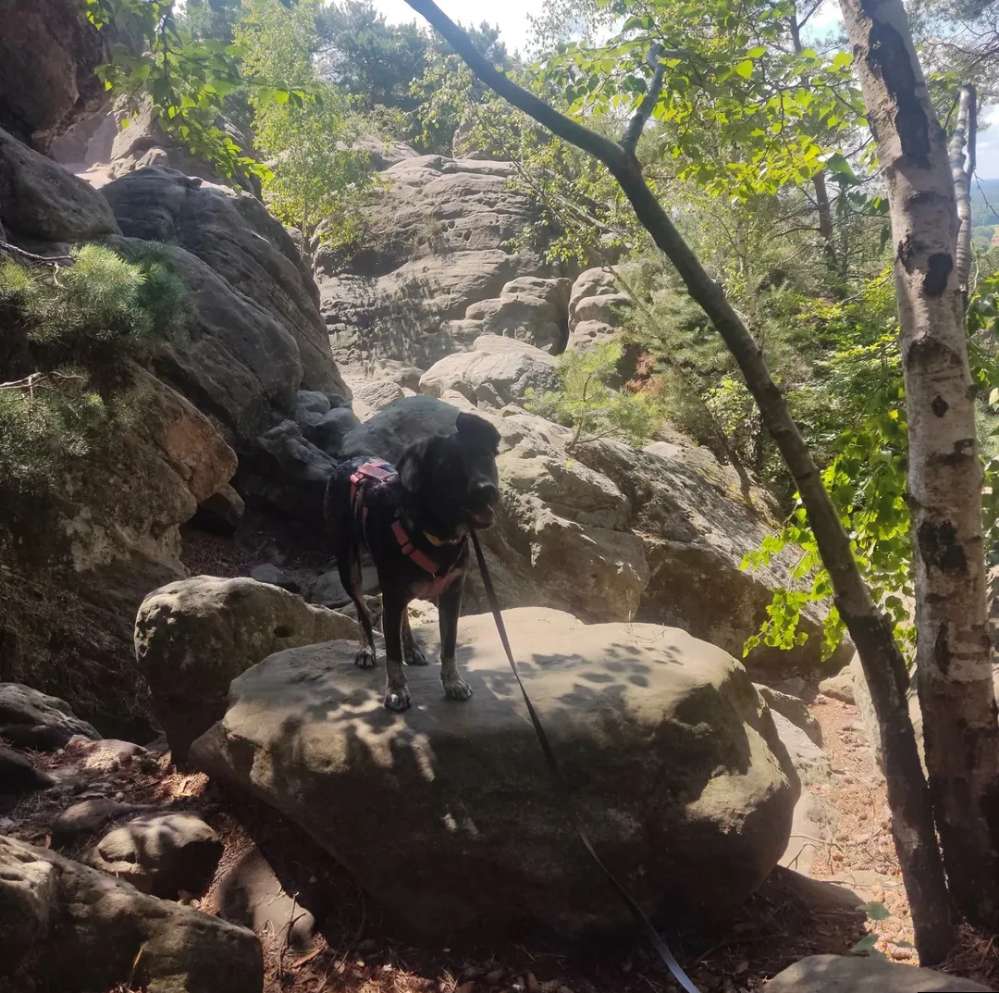 Dein Hund bei seiner Lieblingsaktivität 🎉💫 Banner