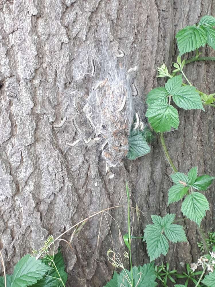 Giftköder-Eichen-Prozessionsspinner an d. Dalke-Profilbild