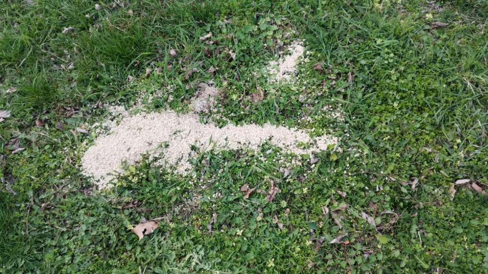 Giftköder-Sonnenblumenkerne und weiße Stücke-Profilbild