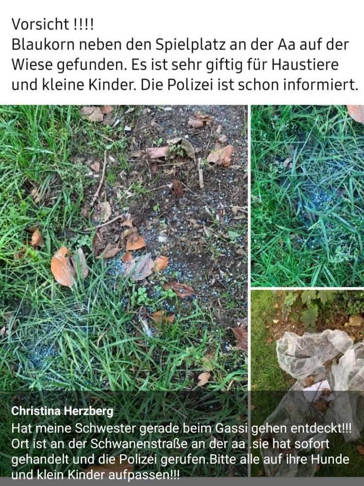 Giftköder-Blaukorn-Profilbild