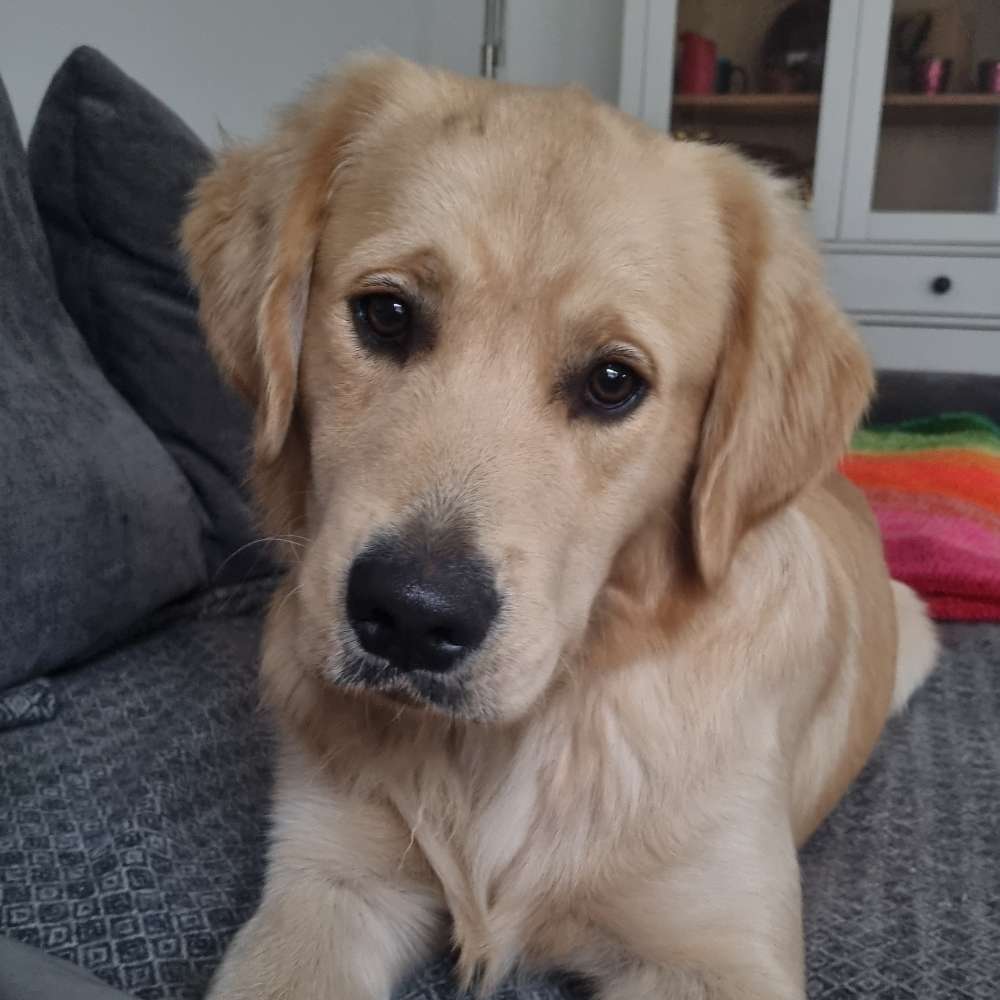 Hundetreffen-Bodie sucht Spielkameraden 🐶-Profilbild