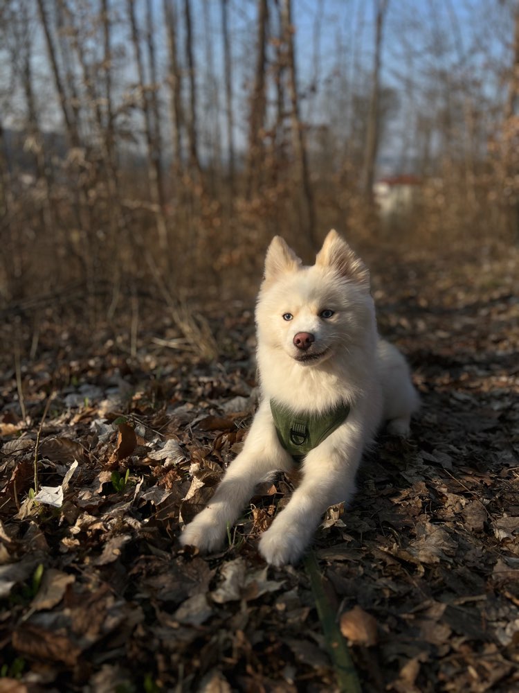 Hundetreffen-Gassirunden/Spielrunden/Soziale kontakte-Profilbild