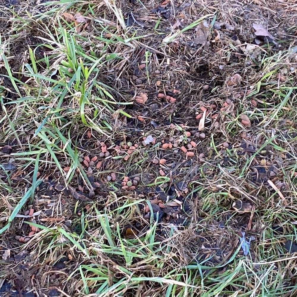 Giftköder-Giftköder in Guggenberg auf dem Feld-Profilbild