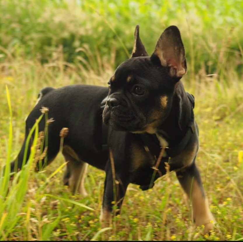 Hundetreffen-Spielstunde-Profilbild