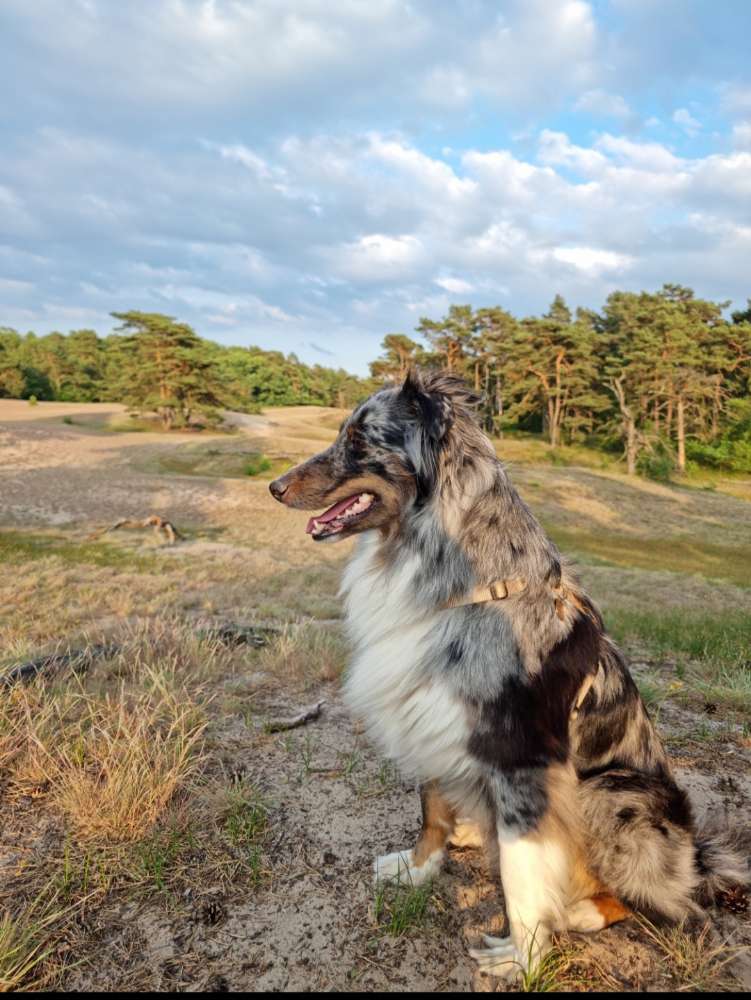 Hundetreffen-Hundefreunde - Spielen und Gassi-Profilbild