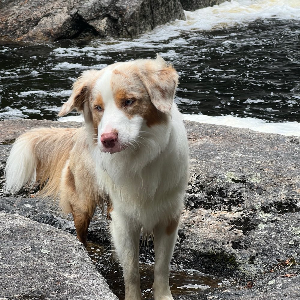 Hundetreffen-Regelmäßige Spielpartner gesucht-Profilbild