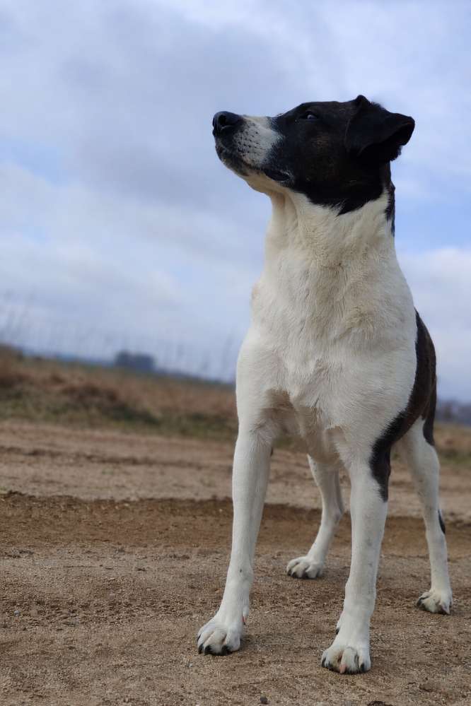 Hundetreffen-Souveräne Sozialkontakte gesucht-Profilbild