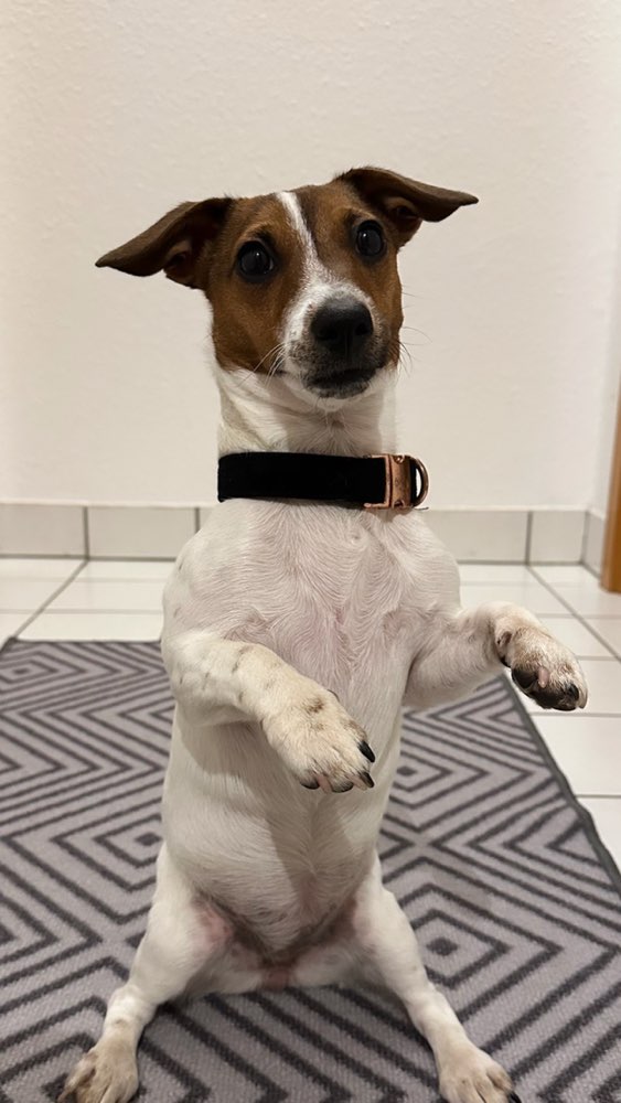 Hundetreffen-Spielfreund gesucht-Profilbild