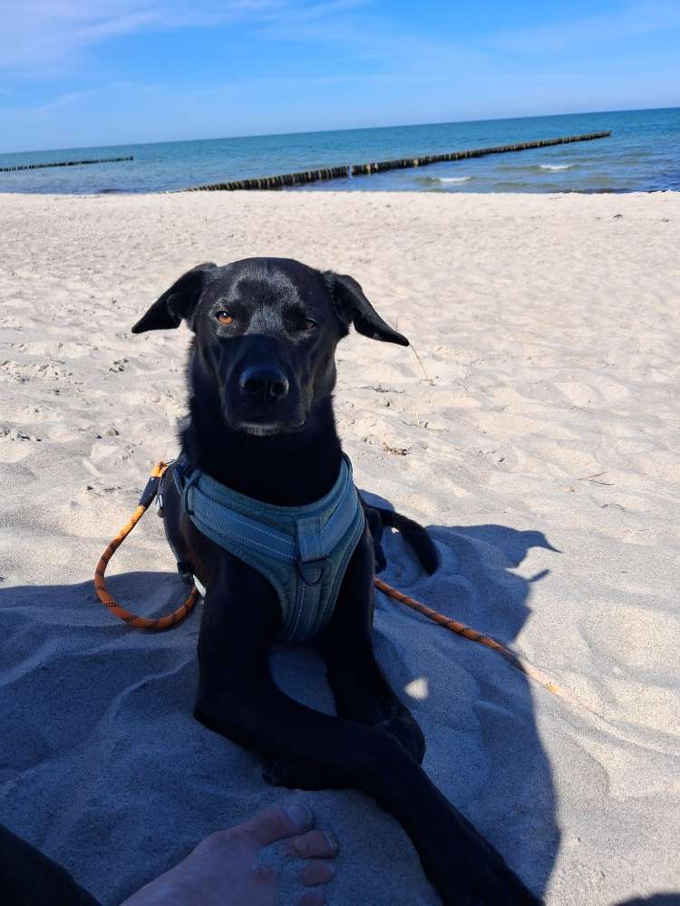 Hundetreffen-Gemeinsamer Spaziergang-Profilbild