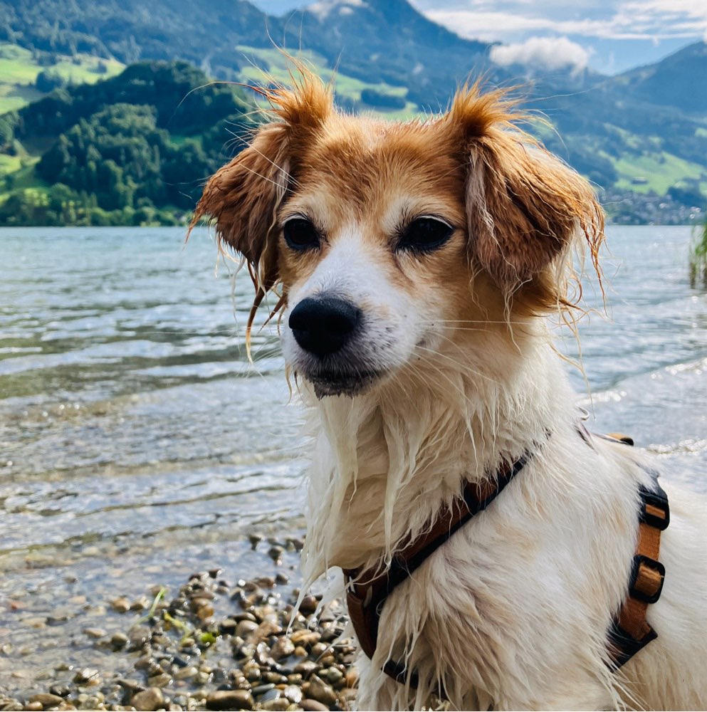 Hundetreffen-Gemeinsame Gassirunde-Profilbild