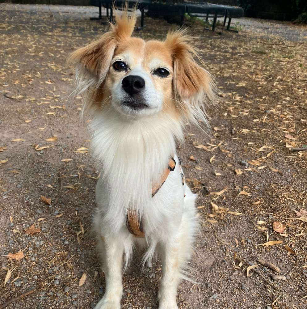 Hundetreffen-Gemeinsame Gassirunde-Profilbild