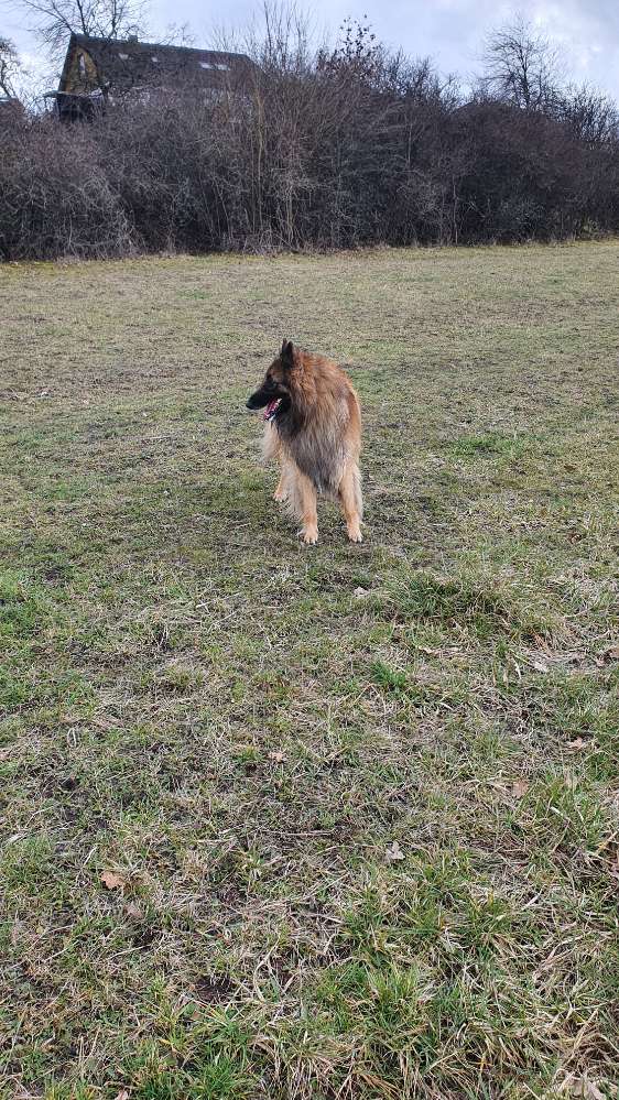 Hundetreffen-Rangendingen-Profilbild