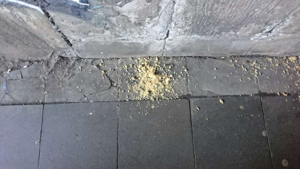 Giftköder-Reis vermischt mit Gift-Profilbild