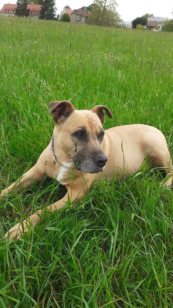 Hundetreffen-Vier Pfoten Treff in Laubegast-Profilbild