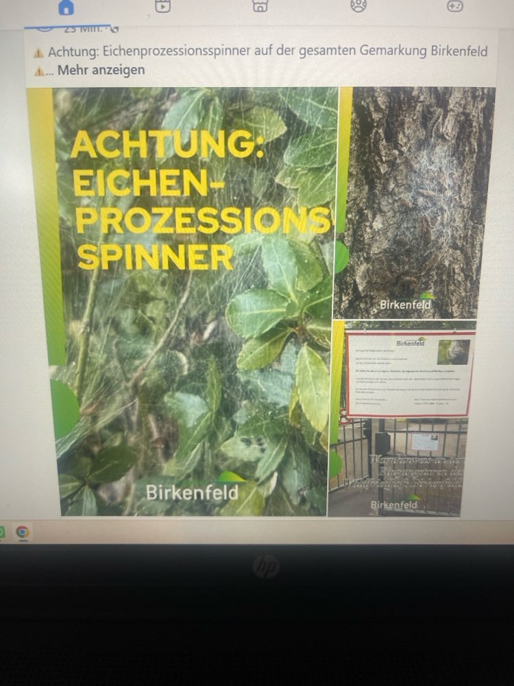 Giftköder-Eichenprozessionsspinner-Profilbild