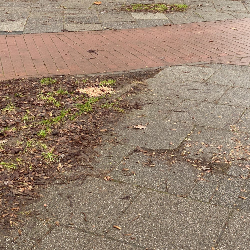 Giftköder-Futter an der Ampel ausgelegt-Profilbild