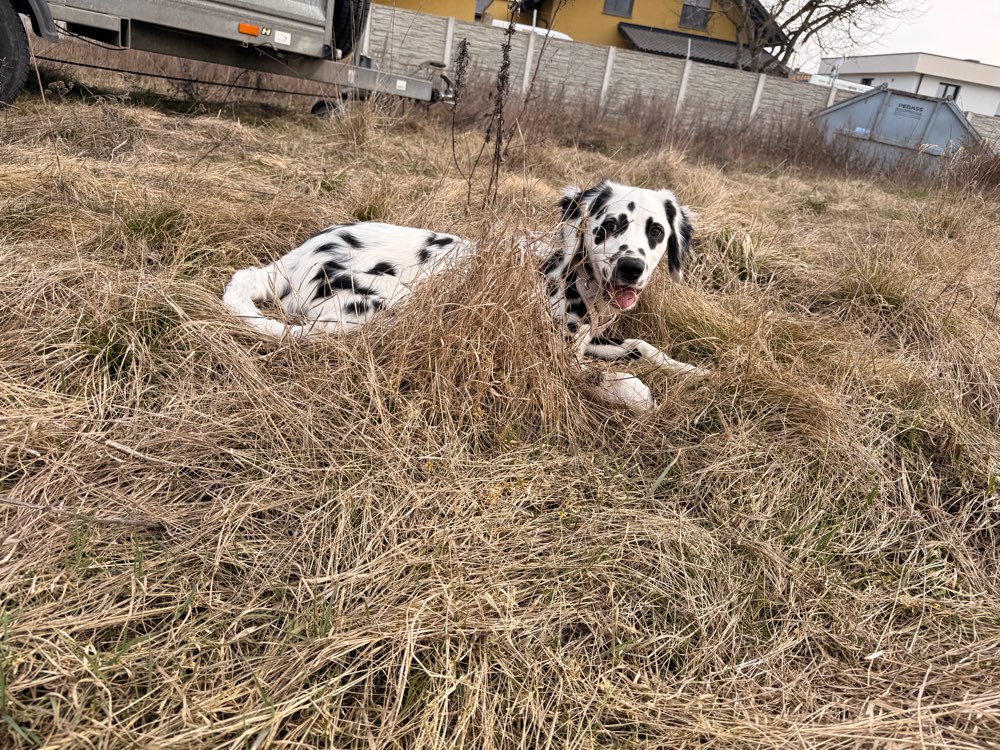 Hundetreffen-Welpen Playdate-Profilbild