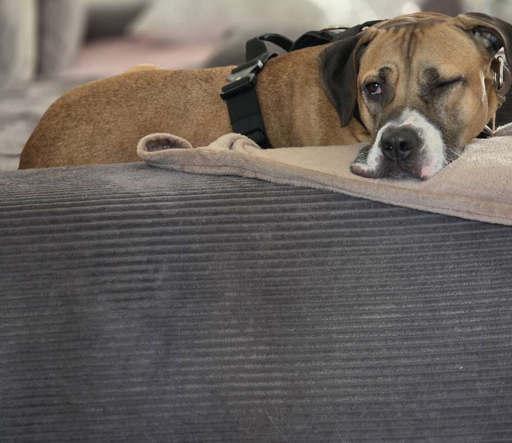Hundetreffen-Hundefreunde gesucht zum Trainieren-Profilbild
