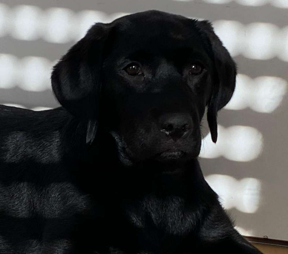 Hundetreffen-Welpen/Junghundetreffen Puchheim-Profilbild