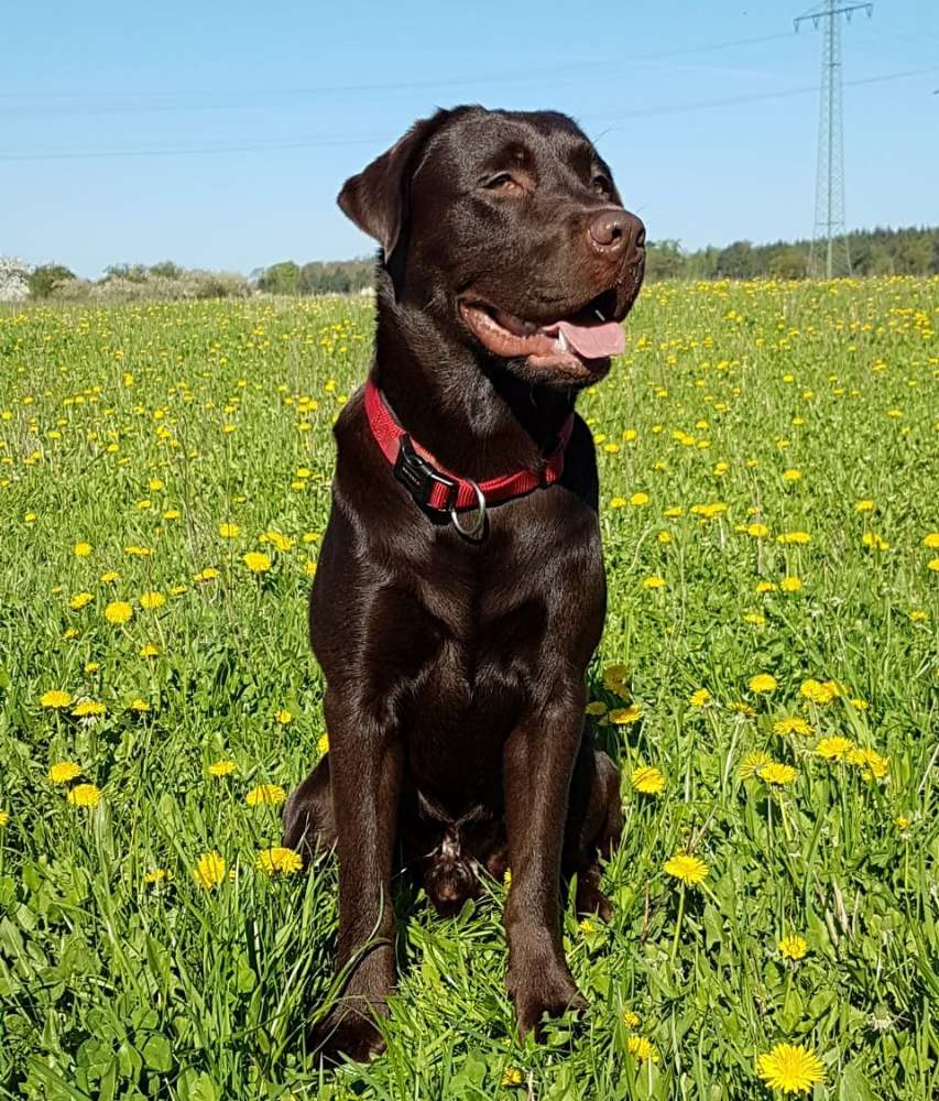 Hundetreffen-Hundefreunde gesucht-Profilbild