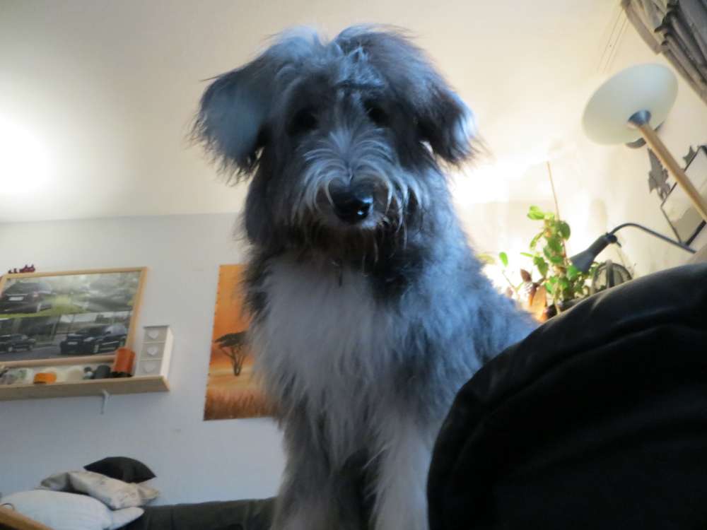 Giftköder-Glasscherben-Profilbild