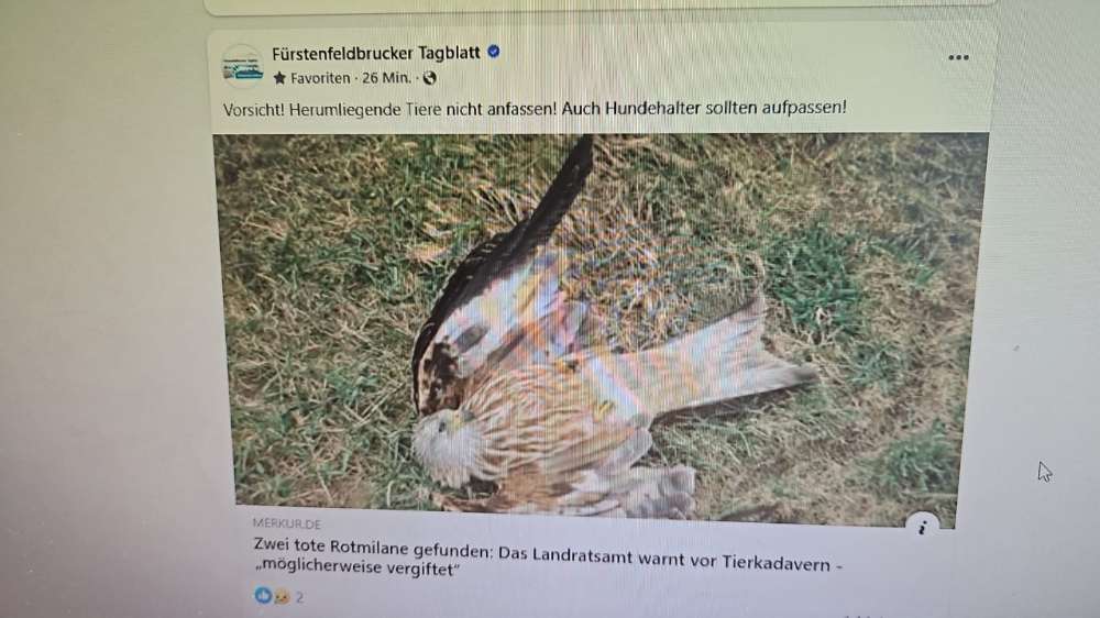 Giftköder-Evtl. Gift-Profilbild