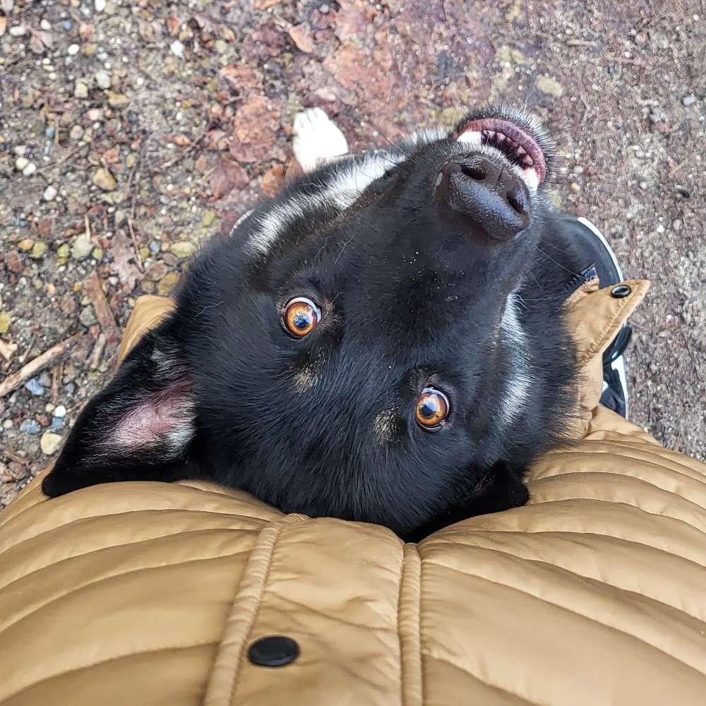 Hundetreffen-Social Walk-Profilbild